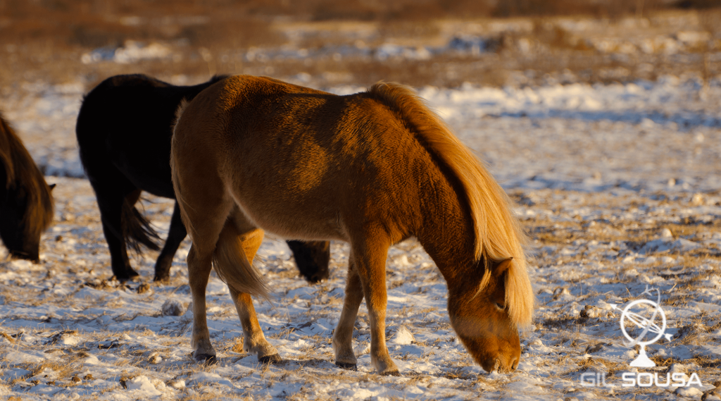 Icelandic horses