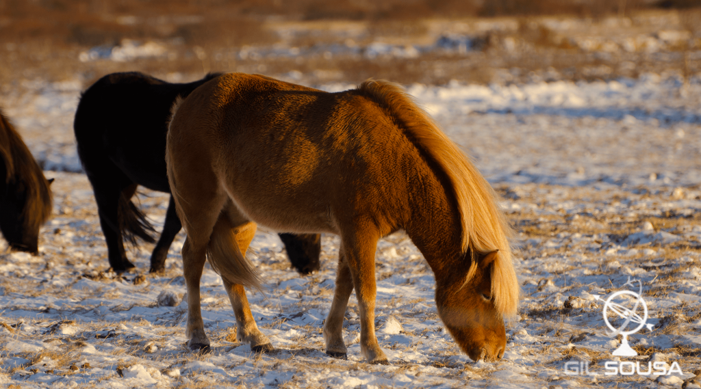 Cavalos Islandeses