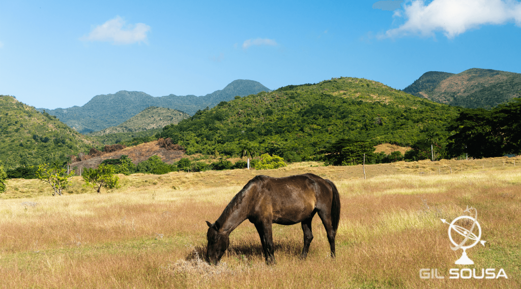 Cavalo em primeiro plano com o Parque El Cubano ao fundo