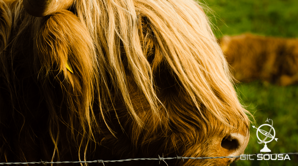 Fotografia de uma vaca das Terras Altas da Escócia