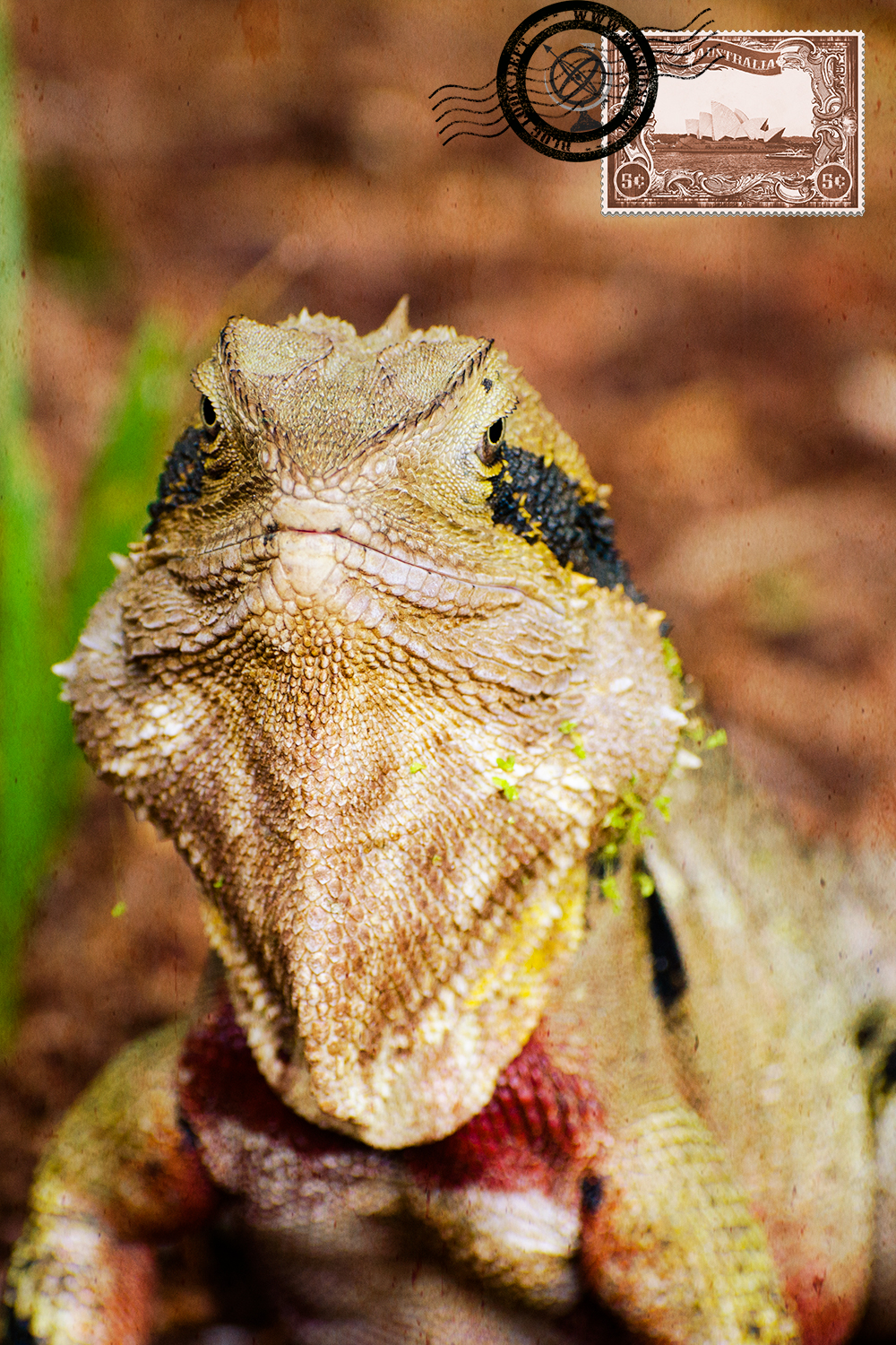 Dragão de Água