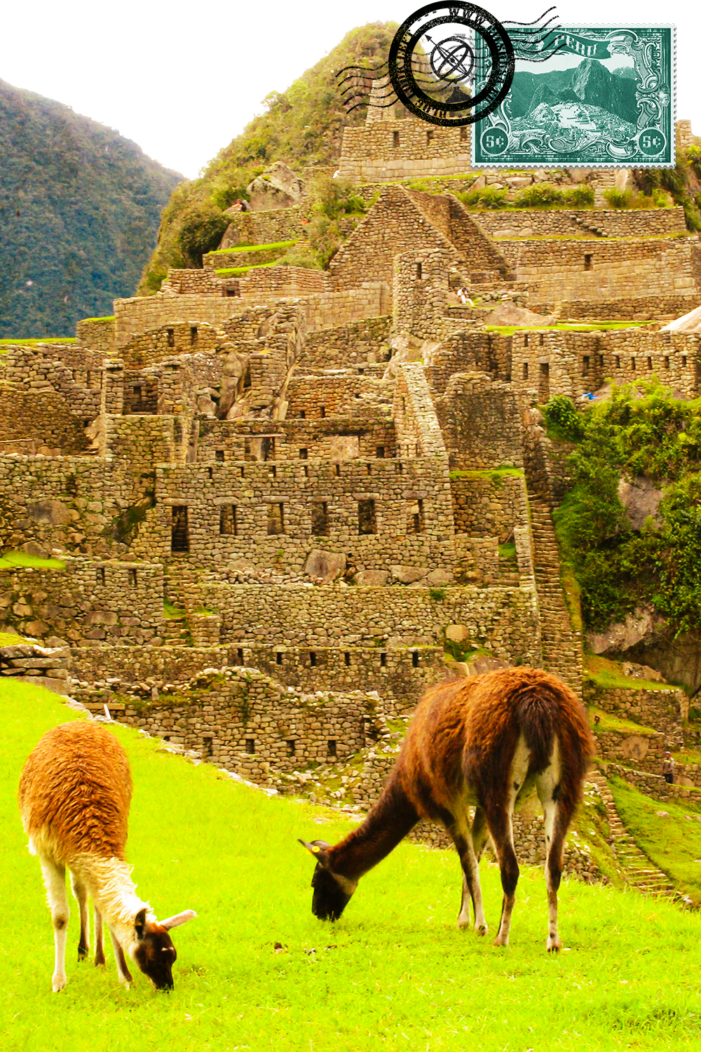 Llamas in Machu Picchu