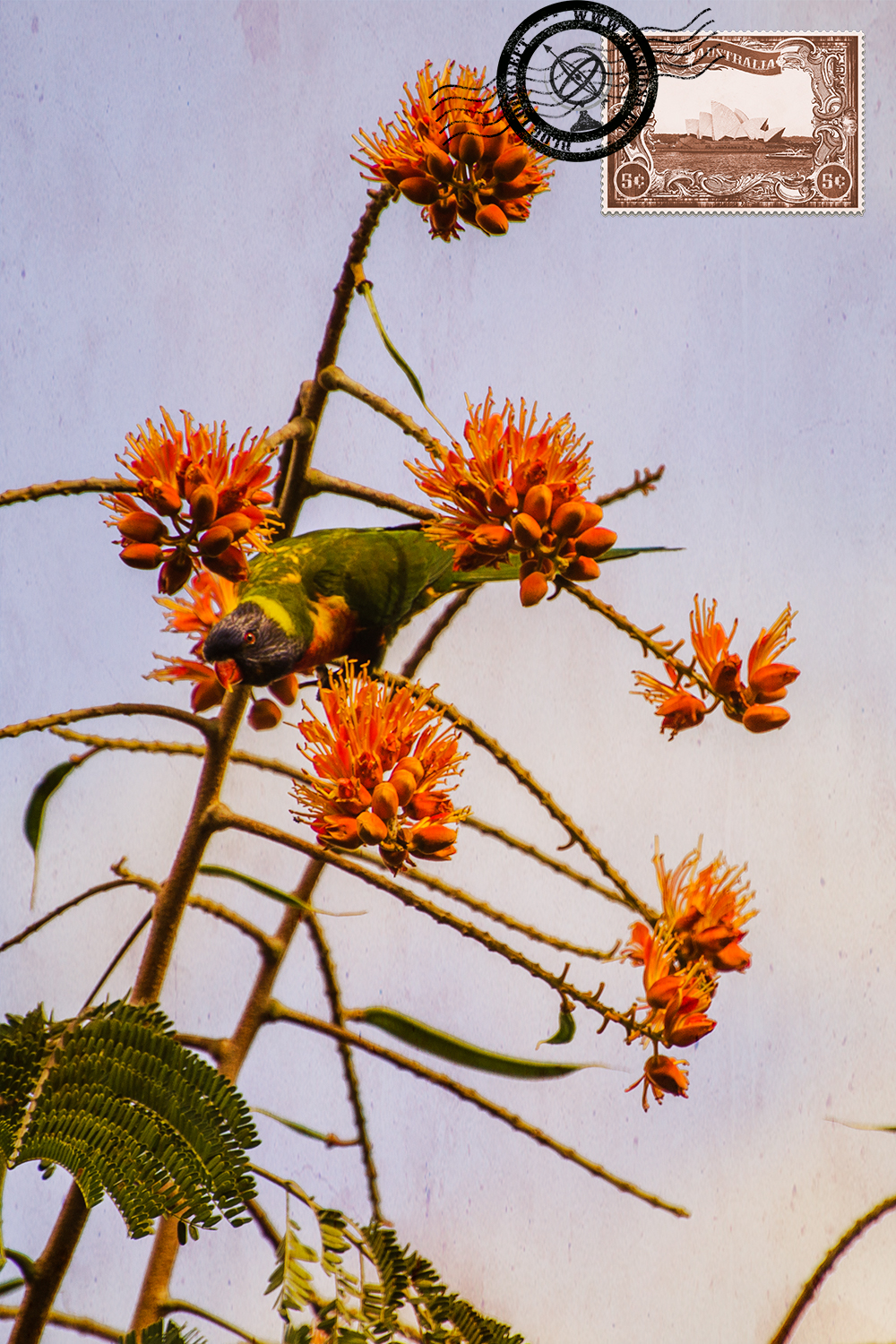 Lorikeet nos Jardins Botânicos de Brisbane