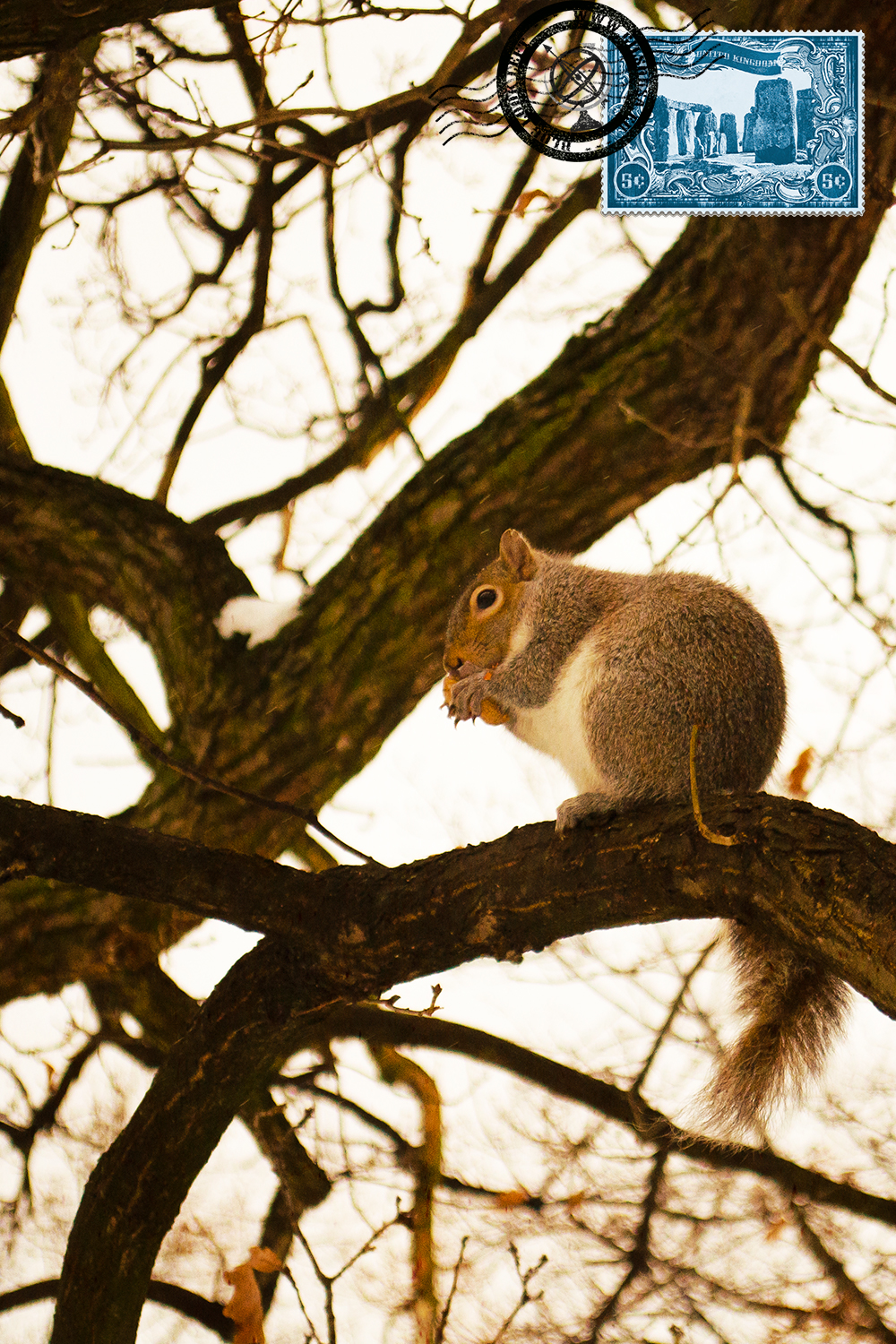 Squirrel at Hyde Park