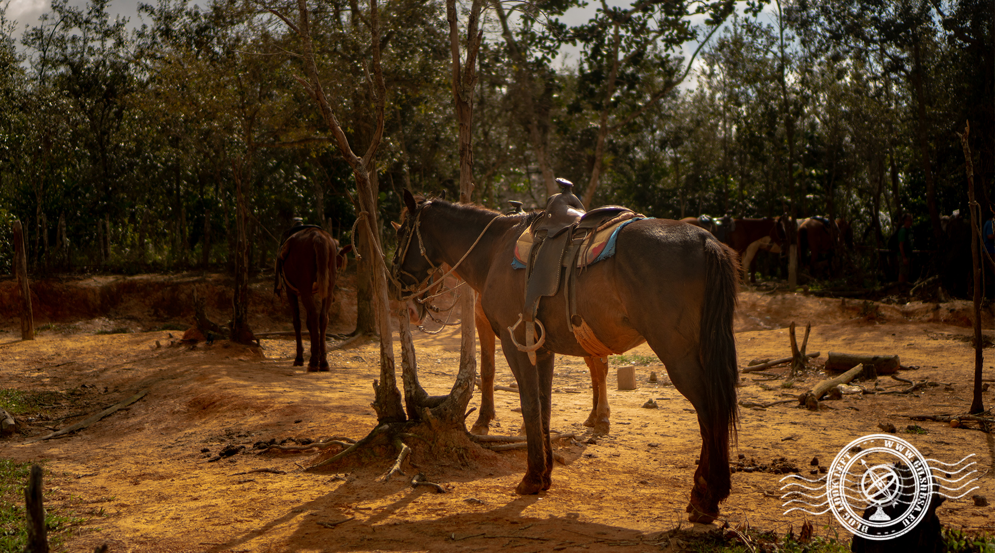 Viñales' horses