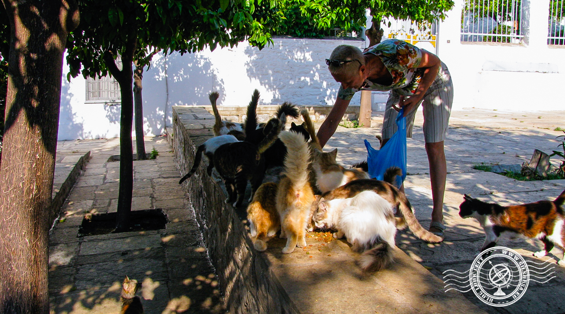 Cats are everywhere in Hydra island