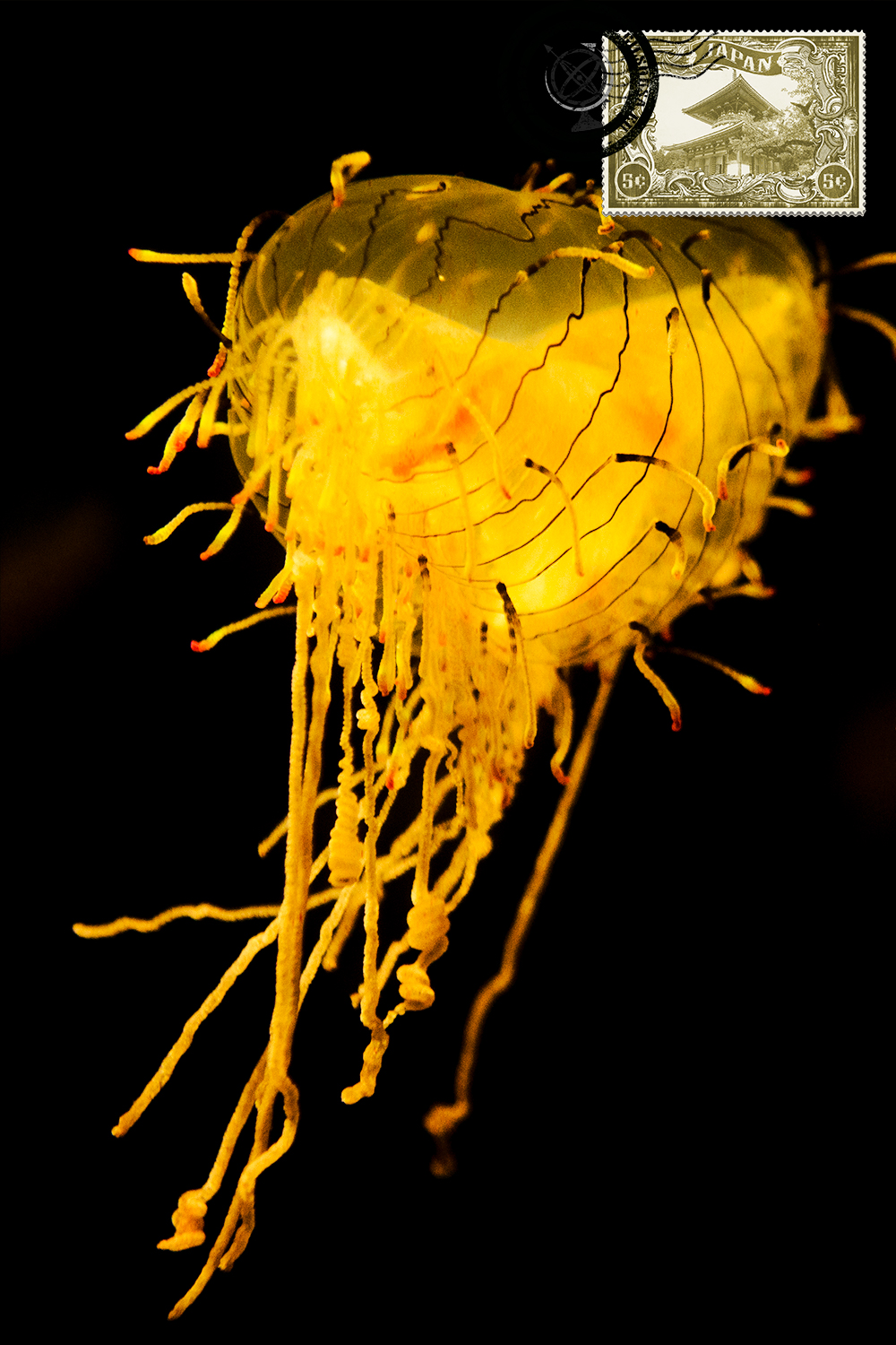 Jellyfish at the Osaka Aquarium